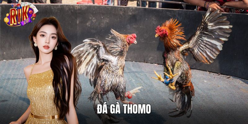 Đá Gà Thomo RIKVIP – Đấu Trường Rực Lửa Của Những Mãnh Kê