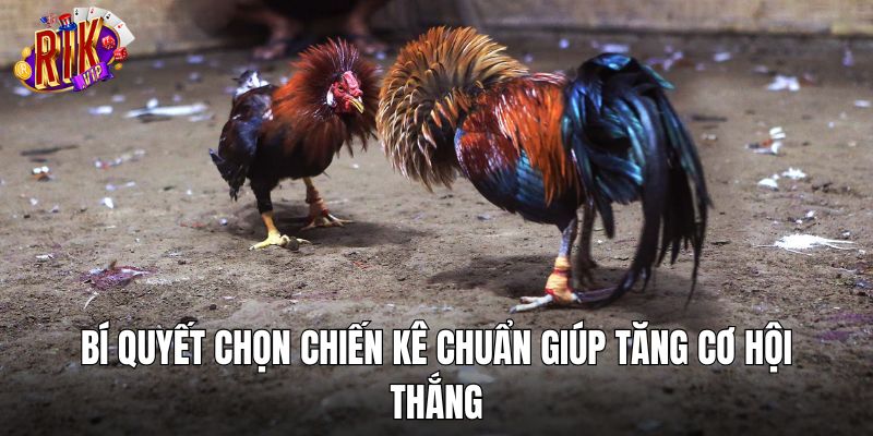 Bí quyết chọn chiến kê chuẩn giúp tăng cơ hội thắng